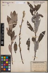 Foto von Salix eriocephala Michx.